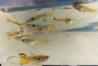 Guppys Fische Tiger Endler Weibchen Männchen fische Dortmund - Hombruch Vorschau