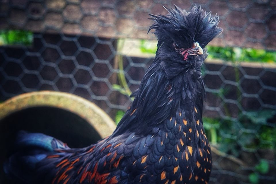 Schöner Zwergpaduaner Hahn in schwarz sucht Hennen in Nidda