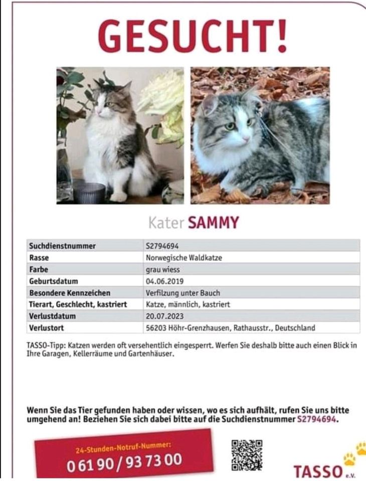 Langhaar Kater vermisst seit 20.07.23 in 56203 Höhr Grenzhausen in Hamm