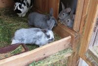 junge Kaninchen Sachsen - Grimma Vorschau