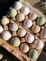 Täglich frische Eier von glücklichen Hühnern Thüringen - Nobitz Vorschau