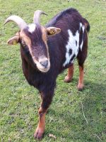 Kastrierte Ziegenbock Niedersachsen - Ostrhauderfehn Vorschau