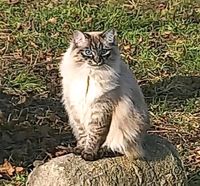 Katze vermisst in Großkayna,  Finderlohn Sachsen-Anhalt - Braunsbedra Vorschau