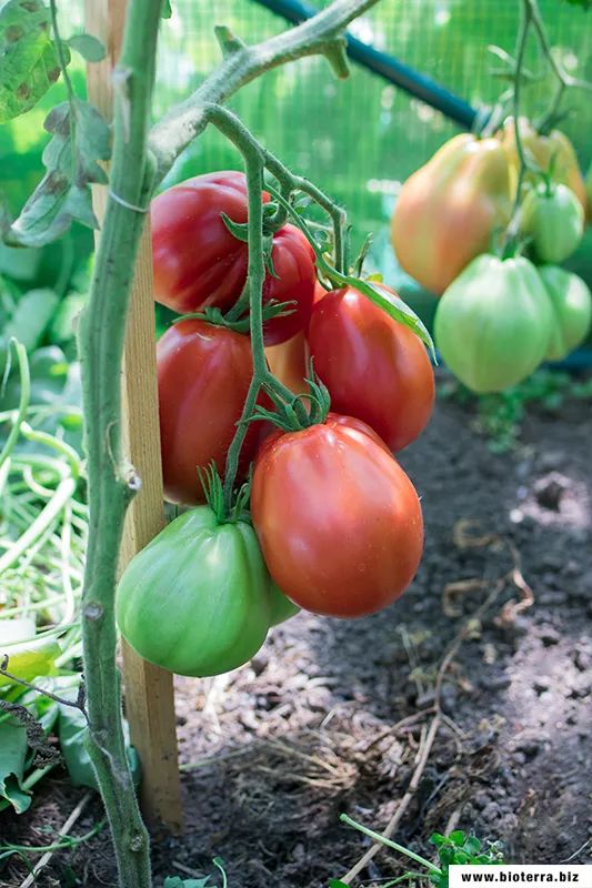 Liguria Tomate Samenfest alte Sorten T232 in Leipzig