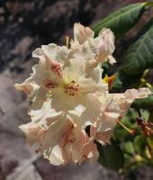 Rhododendron - Weiß - Gartenpflanze Berlin - Spandau Vorschau