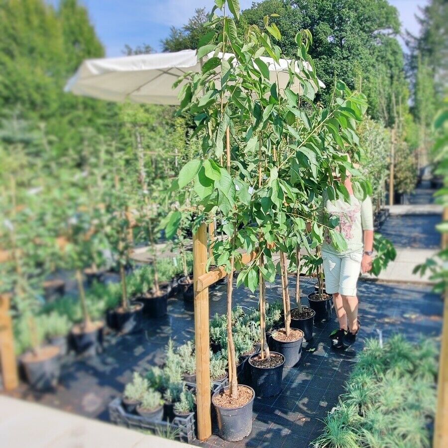 Kirsche Süßkirsche Kirschbaum Obstbaum Obstgehölz Freudenberg in Friesenhagen