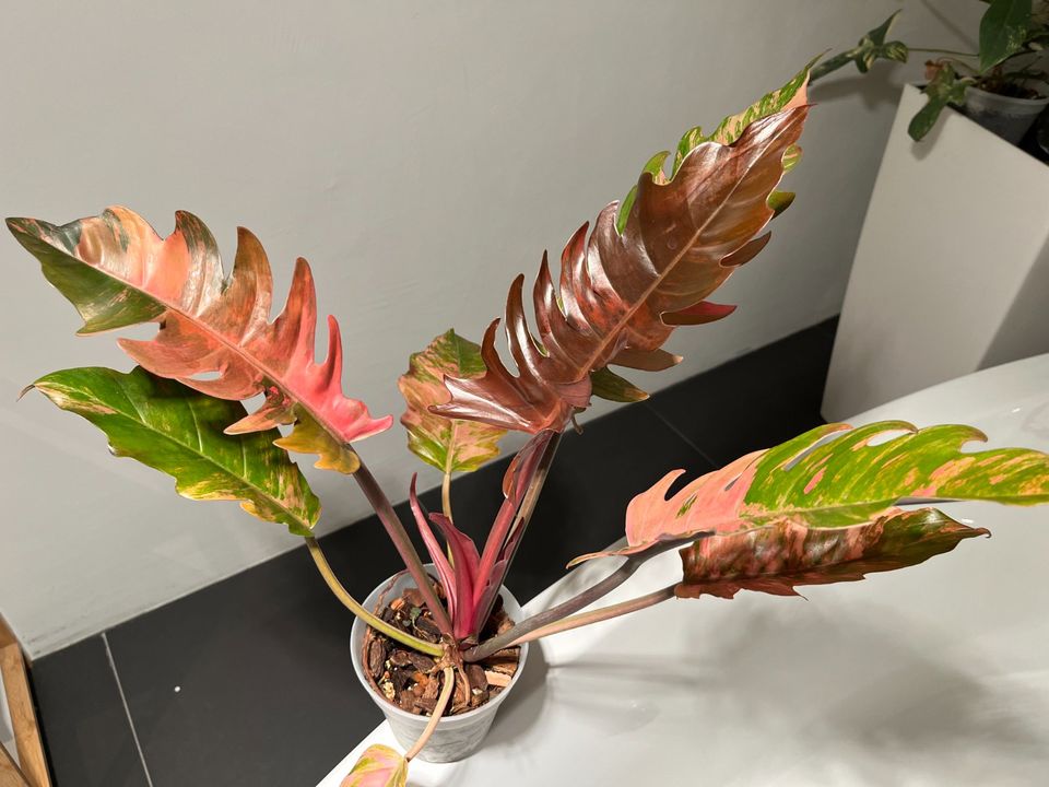 Philodendron Caramel Marble Pink, ganze Pflanze in Passau