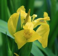 Teichpflanze ( Iris pseudacorus ) Sumpf Schwertlilie Hessen - Runkel Vorschau