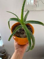 Aloe Ableger mit Übertopf Brandenburg - Potsdam Vorschau