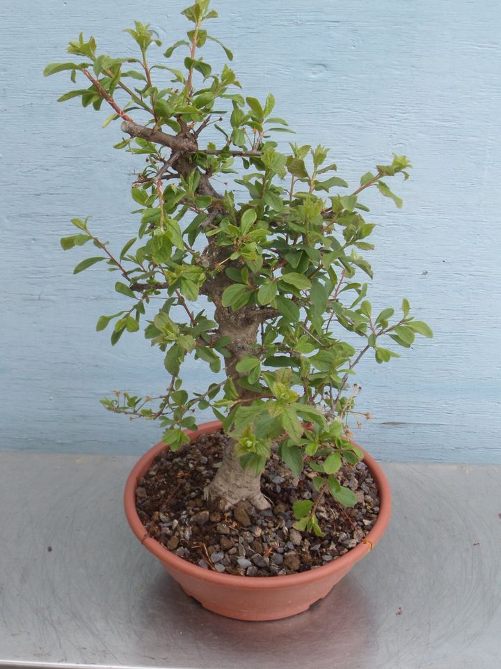 BONSAI GUT VORBEREITETER ROHLING SCHLEHE PRUNUS SPINOSA in Dresden