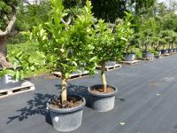 große Auswahl an verschiedenen Citrus-Bäumen 140 -170 cm Nordrhein-Westfalen - Goch Vorschau