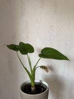 Alocasia cucullata Ableger Zimmerpflanze Nordrhein-Westfalen - Ochtrup Vorschau