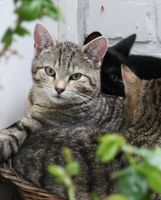 VERMISSE GRAUGETIGERTE KATZE ODESSA Lingen (Ems) - Brögbern Vorschau