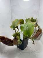 Nepenthes (lowii x ephippiata) x Veitchii (SG) Duisburg - Meiderich/Beeck Vorschau