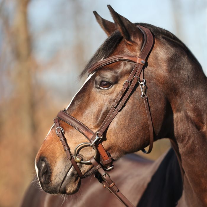 Kavalkade Trense Every Day schwarz braun Pony-WB mit Zügel *NEU* in Hannover