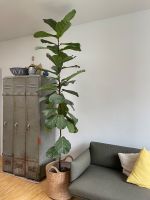 Feigenbaum groß ca. 2,5m Berlin - Neukölln Vorschau