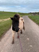 Ponywanderung spazieren wandern mit Shettys Nordrhein-Westfalen - Mechernich Vorschau