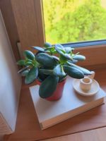 Kleine Grüne Toppflanze / Zimmerpflanze Bayern - Prutting Vorschau
