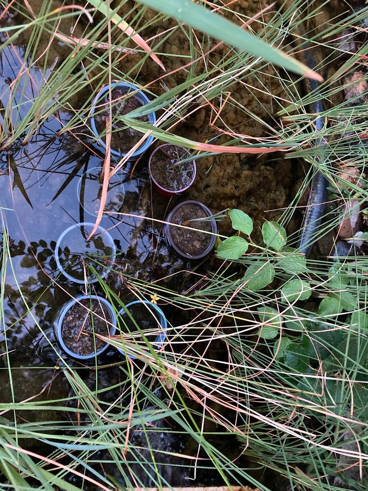 Teichpflanzen in Oberriexingen