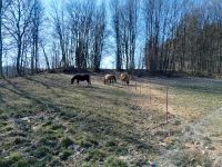 Mehrere Plätze frei in Offenstallhaltung Bayern - Kirchberg i. Wald Vorschau