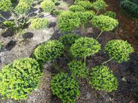 Ilex Bonsai Formschnitte Taxus Kiefer Kugel 50 - 200 cm Japan Niedersachsen - Saterland Vorschau