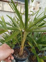 Palme Palmen Hanfpalme Trachycarpus fortunei Sachsen - Amtsberg Vorschau