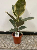 Gummibaum Ficus elastica 'Tineke' 60cm Nordrhein-Westfalen - Simmerath Vorschau