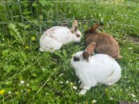 Kaninchen suchen neues Zuhause Baden-Württemberg - Kirchheim am Neckar Vorschau