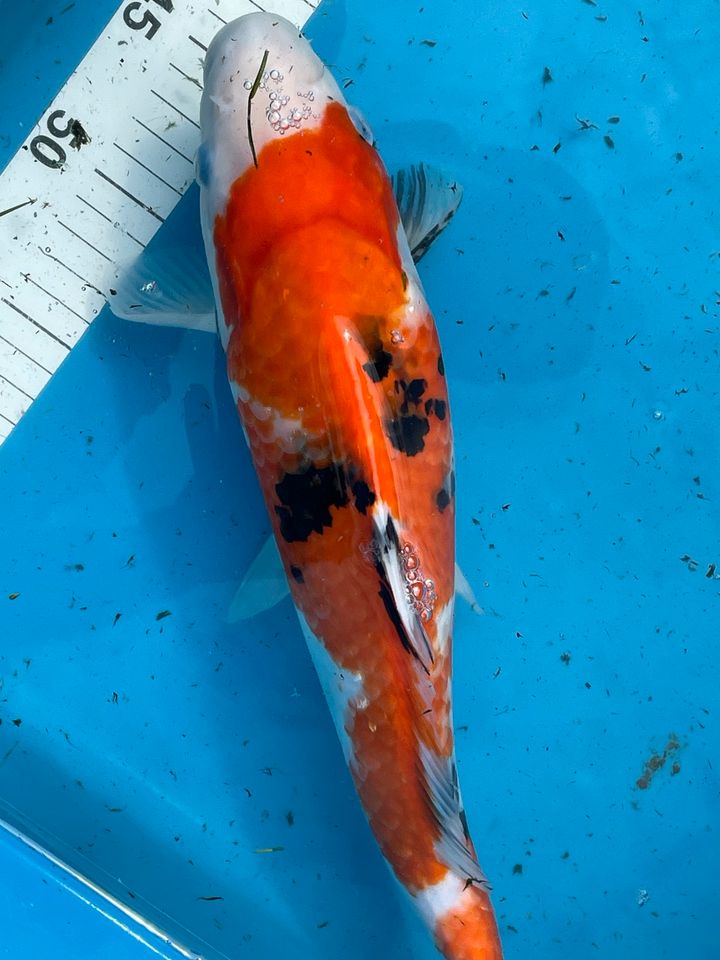 Sanke Showa Original Japan Koi 39 cm Marusei Koikarpfen in Neuenkirchen