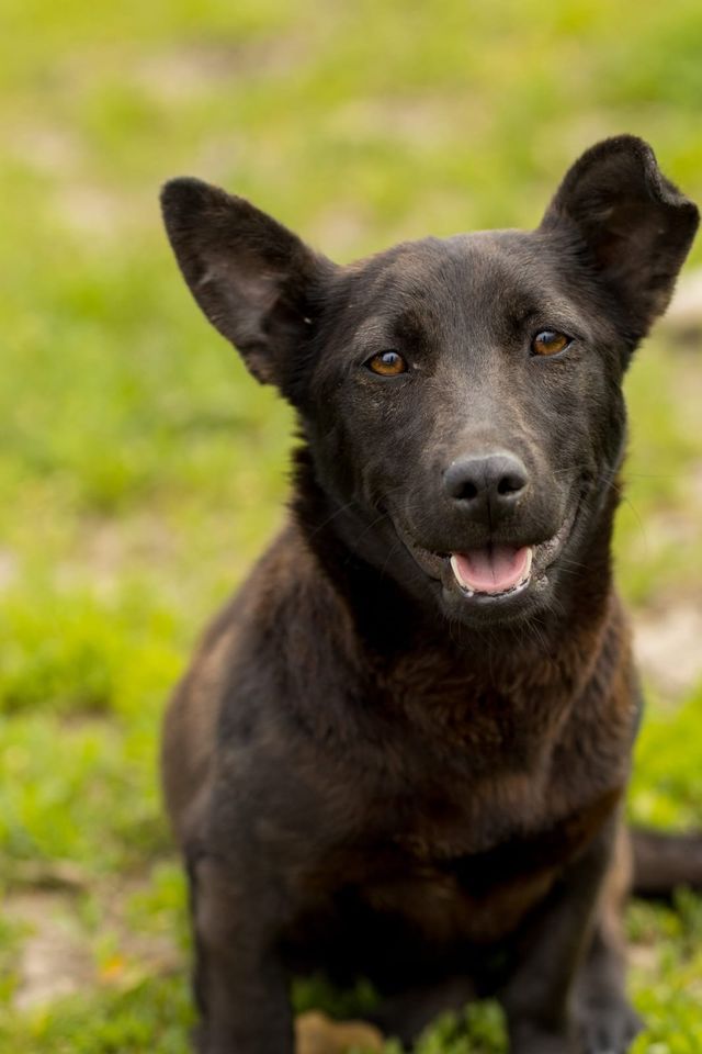 Tierschutz - Jana ein kleiner Hund sucht ein liebevolles Zuhause in Koblenz