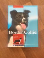 Border Collie Baden-Württemberg - Karlsbad Vorschau