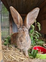 Kaninchen Bock Schwerin - Lankow Vorschau