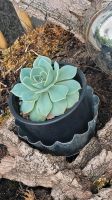 Echeveria Steinblume Bayern - Leipheim Vorschau