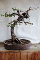 Lärche Bonsai Nordrhein-Westfalen - Nörvenich Vorschau