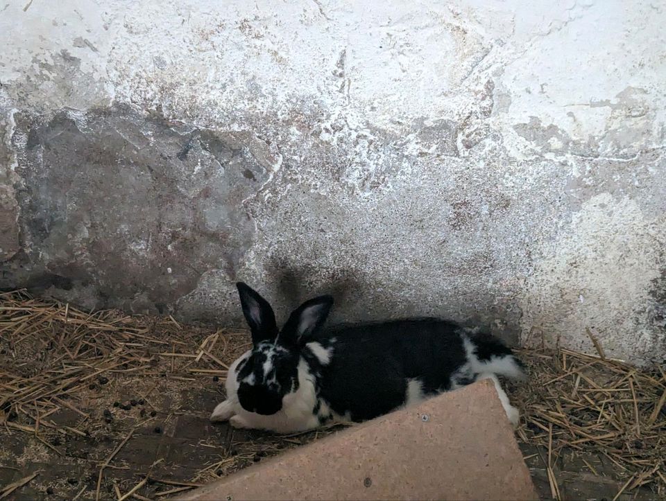 Kaninchen, Hase Rammler, klein, kleine Rasse 9 Monate in Forheim