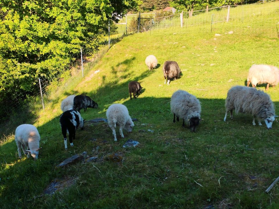 Skudden Lämmer Aue Zwergschafe in Chamerau