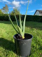 Aloe Vera echt Aachen - Verlautenheide Vorschau