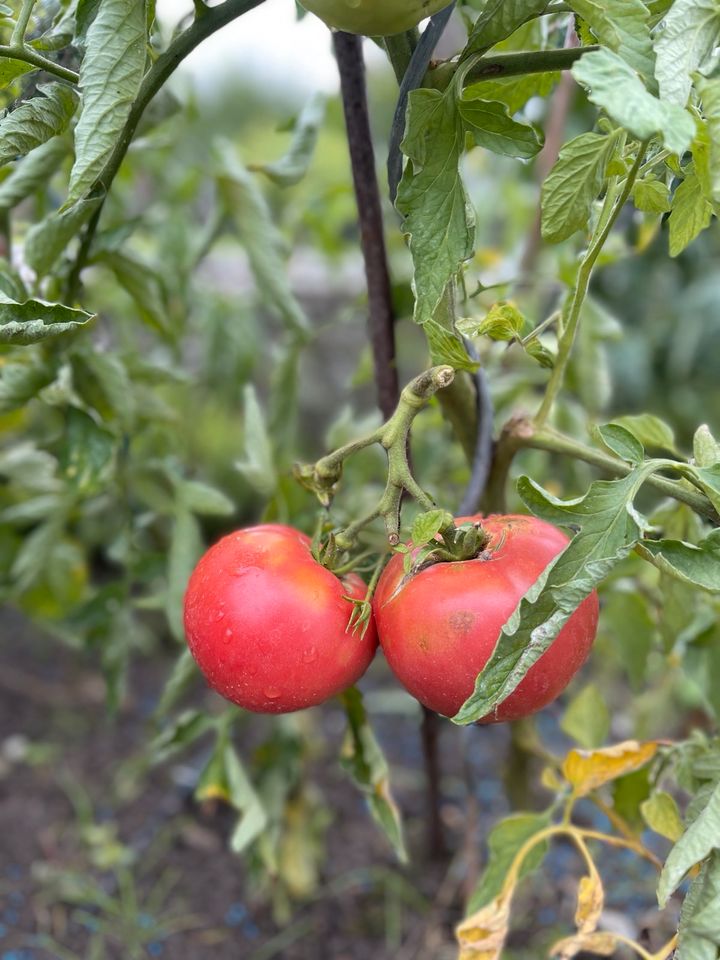 Saatgut Tomate Money Maker Freiland in Meißenheim