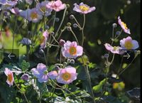 Herbstanemone Sachsen - Lampertswalde bei Großenhain Vorschau