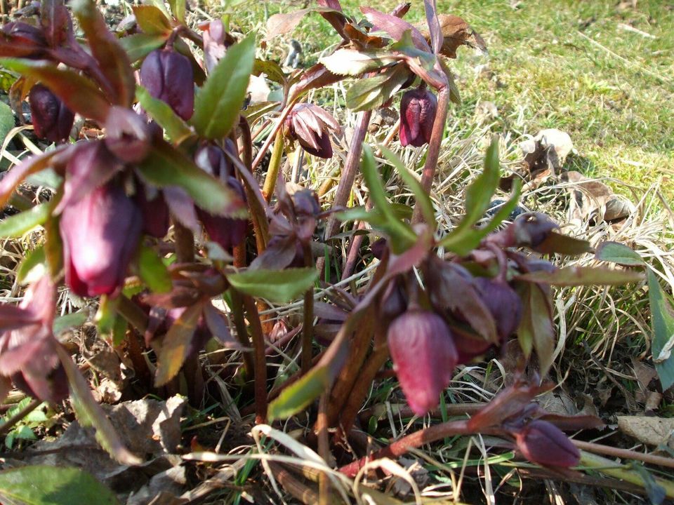 5 BabyPflanzen junge Lenzrose Christrose Nieswurz * winterhart in