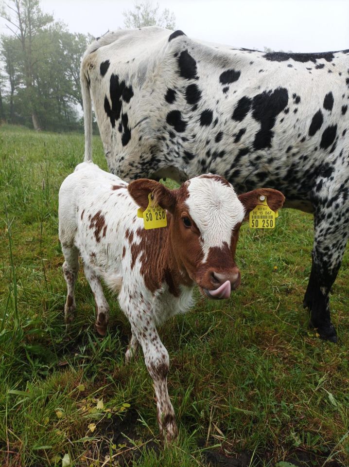 Bio Texas-Longhorn Färse in Bengerstorf