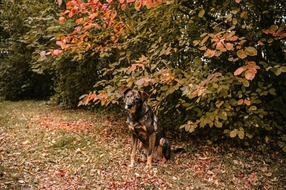 Fotograf*in Hunde | Hundefotos | Fotoshooting Hund Kassel in Ahnatal