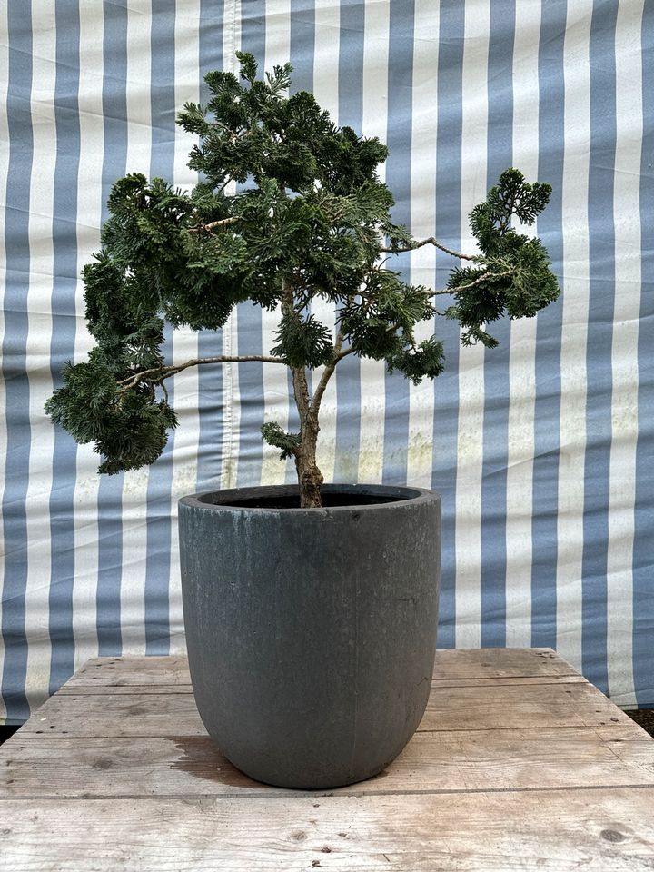 Bonsai Zypresee Muschelzypresse ca. 85cm groß winterhart immer in Waltrop