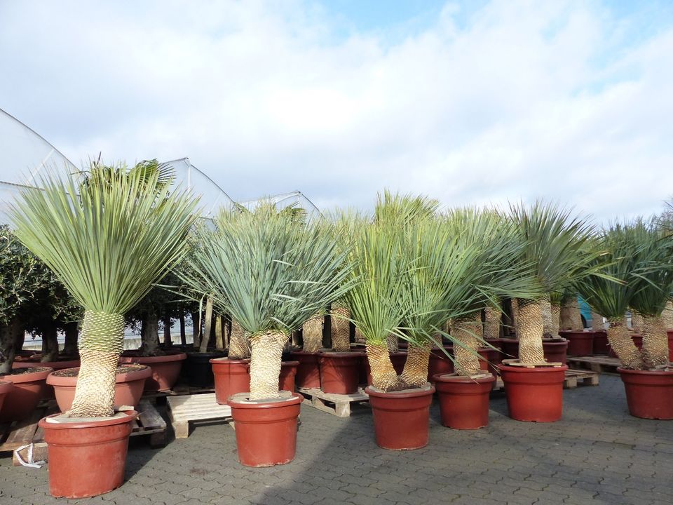 Yucca Rostrata extra winterhart Palme verschiedene Größen in