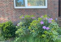 Zwei Rhododendron allerdings mit Astschnitt siehe Bild Eimsbüttel - Hamburg Eidelstedt Vorschau