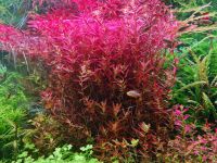 Rotala Singapur Schwachhausen - Neu Schwachhausen Vorschau