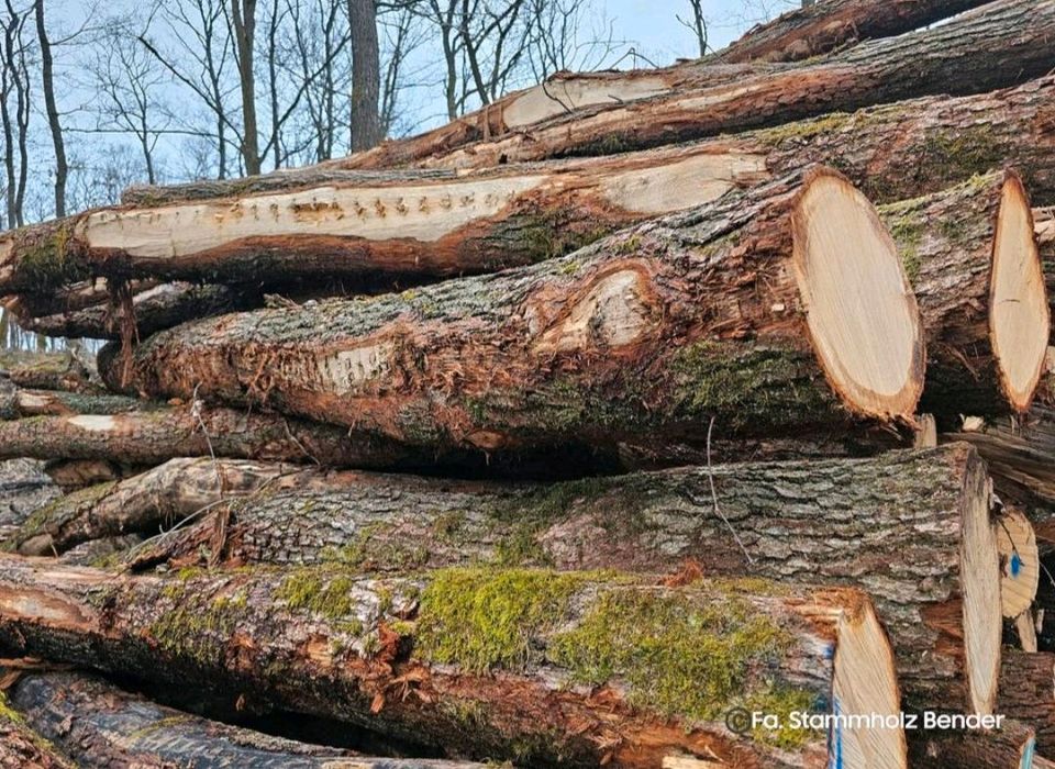 Eiche Stammholz Brennholz Rundholz  ! günstig ! keine Buche in Bensheim