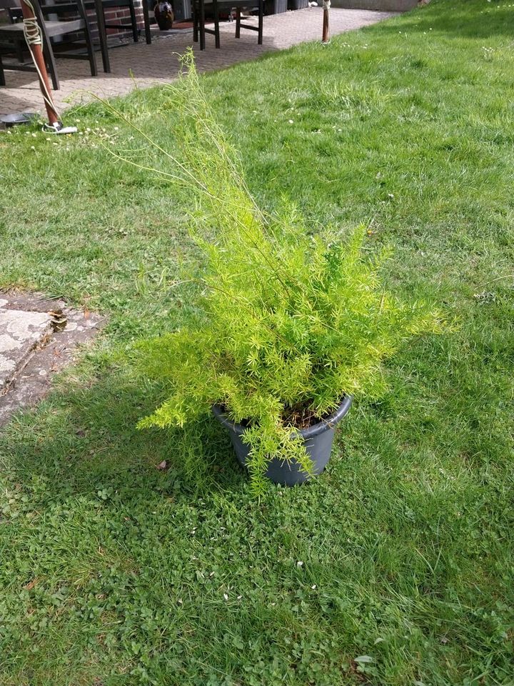 Großer Zierspargel/Sommer Garten o nur im Haus/Pflanzen in Neuhaus-Schierschnitz