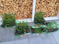 Rund 50 Bodendecker Pflanzen Vinca Minor zu verschenken Hessen - Flörsheim am Main Vorschau