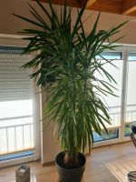 Yucca Palme mit Elephantenfuss Bayern - Großmehring Vorschau